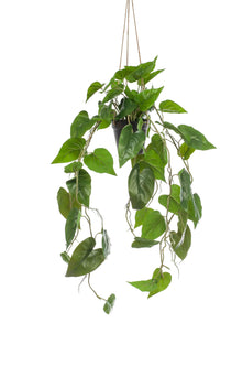 Emerald Kunst Hangplant in pot Philodendron Scandens 80cm