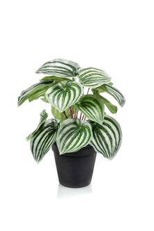 Emerald Kunstplant in pot Peperomia groen/grijs 25cm