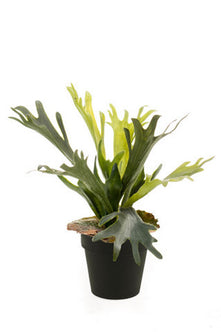 Emerald Kunstplant in pot Varen Staghorn 36cm