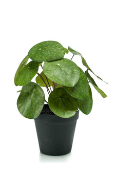 Emerald Kunstplant in pot Pilea 22cm
