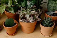Artificial plants