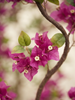 Emerald Kunstboom Bougainvillea paars 145cm