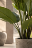 Emerald Kunstplant Strelitzia Nicolai 180cm