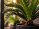 Emerald Kunstplant Cycas Palm 55cm