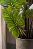 Emerald Kunstplant Colocasia 130cm