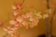 Emerald Kunstboom Tropaeolum Peach 210cm