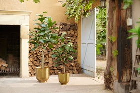 Emerald Kunstboom Ficus Lyrata 210cm