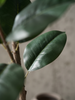 Emerald Kunstboom Ficus Elastica 180cm