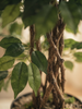 Emerald Kunstboom Ficus Liana 170cm