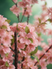 Emerald Kunstboom Kersenbloesem 135cm peach