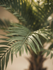 Emerald Kunstboom Palm UV 150cm