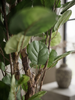 Emerald Kunstboom Polyscias 105cm