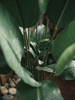 Emerald Kunstplant Strelitzia 230cm