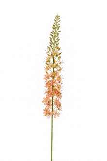 Emerald Kunstbloem Eremurus peach 105cm